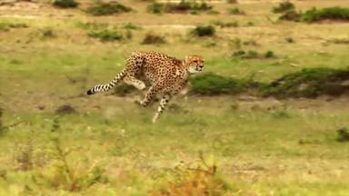 猎豹高速奔跑